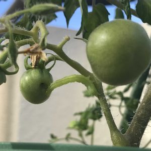 ミニトマト,ミニトマト,お客さま〜,鉢植え,いただきものの画像