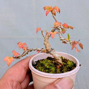 トウカエデ,盆栽,ミニ盆栽,盆栽苗木,まめ盆栽の画像