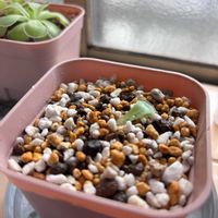 ムシトリスミレ,食中植物,メキシカンピンギの画像