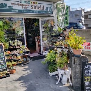 多肉植物,ウラボシ科,ビカクシダ属,食中植物,塊根の画像