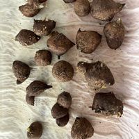 アネモネ,アネモネ,一重咲きアネモネ, 球根,秋植え球根の画像
