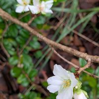 オオデマリ,コデマリ,ソメイヨシノ,散歩,山野草の画像