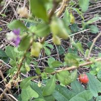 クコ,散歩,素敵な出会い,季節を楽しむ,胸キュンの画像