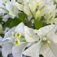 ブーゲンビリア,ブーゲンビリア,ブーゲンビリア 白,ブーゲンビリア (ピンク),鉢植えの画像