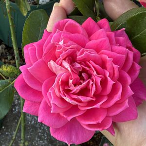 バラ,バラ大好き,お家園芸,バラの庭園をつくりたい,世界をもっとバラ色にbyハイポネックスの画像