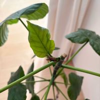 フィカス　ウンベラータ,観葉植物,新芽,リビング・ダイニングの画像