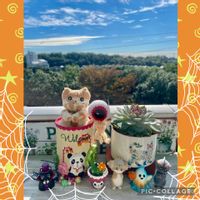 ブルーベリー,ねこと緑のある暮らし,楽しい時間,癒される〜〜♡,繋がりに感謝✨の画像