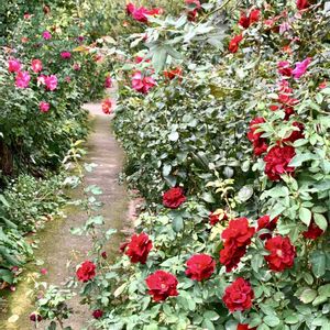 薔薇,愛情,赤いバラ,横浜イングリッシュガーデン,iPhone撮影の画像
