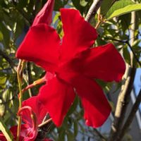 マンデビラ,赤い花,キョウチクトウ科,さんぽ,熱帯アメリカ原産の画像