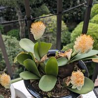 コキア,ブーゲンビリア,ミニ薔薇✨,ランタナ愛,満開❣️の画像