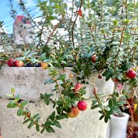 クランベリー,実家の庭,植物のある暮らし,ほしつながり,たいせつななかま♡の画像