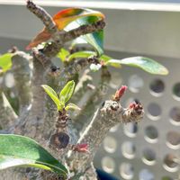 アデニウム,アデニウム アラビカム,多肉植物,塊根植物,アデニウム属の画像