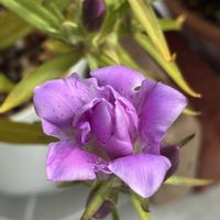 カーネーション,ハイビスカス,リンドウ,サボテンの花の画像
