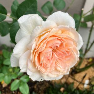 プリンセスヴェール,花のある暮らし,バラ・ミニバラ,週末ガーデナー,みどりのある暮らしの画像