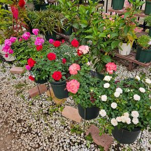 ミニバラ,鉢植え,明るい日陰,プランター,ガーデニング初心者の画像
