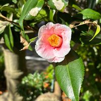 サザンカ,ツバキの画像