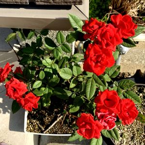 ミニバラ,花のある暮らし,緑のある暮らし,iPhone撮影,あかの画像