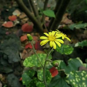 ツワブキ,半日陰,シェードガーデン,花のある暮らし,おうち園芸の画像