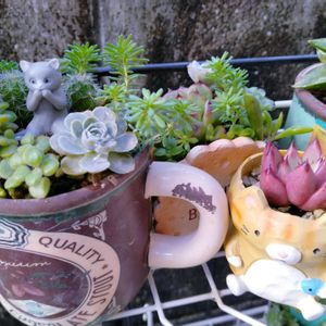 ロメオ,セレウス　フェアリーキャッスル,フェアリーキャッスル,多肉植物,多肉寄せ植えの画像
