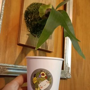 コウモリラン,花のある暮らし, コウモリラン ,コウモリラン初心者,幸せな時間の画像