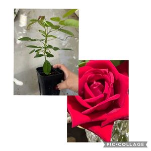 バラ,挿し木苗,貰ってください！の画像
