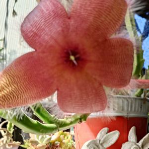 ヒルスタ,開花,ウッドデッキ,今日の一枚,熊本の画像