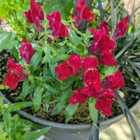 金魚草,寄せ植え,鉢植え,お花のある暮らし,小さな庭の画像
