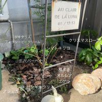 アジュガ,クリスマスローズ,シマトネリコ,ニゲラ,オルレアの画像