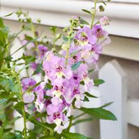 アンゲロニア,アンゲロニア アロニアビッグ,アンゲロニアアロニアビック・バイカラーピンク,花壇の画像