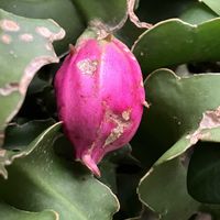 ドラゴンフルーツ,ミニドラゴンフルーツ,ミニドラゴンフルーツ,鉢植え,癒しの画像