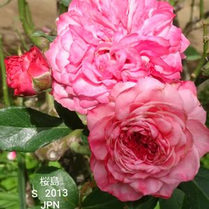 バラ,バラ ヘルシューレン,バラ ピンクサクリーナ,バラ「マダム  ヒデ」,バラ　桜島の画像