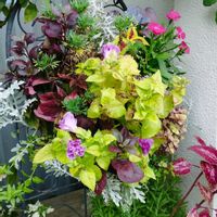 シロタエギク,マーガレット,ミセバヤ,アルテルナンテラ,鉢栽培の画像