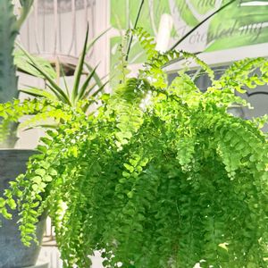 ポトス,ホワイトゴースト,ポトスステータス,クリ,多肉植物の画像