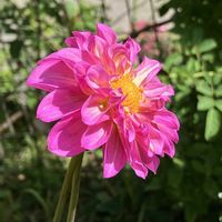 セイヨウニンジンボク,ダリア,アメジストセージ,ギンモクセイ,サルビア・コクシネアの画像