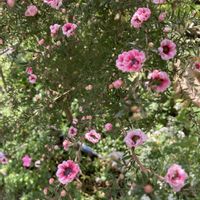 ギョリュウバイ,地植え,ピンク色の花,玄関アプローチ,庭の画像