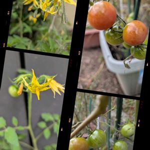 ミニトマト,オクラの花,プランター菜園,空き地に咲く花,富山支部の画像