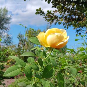薔薇,高崎公園　シンフォニーガーデンの画像