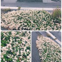 ハツユキカズラ,✨今日のお花✨,可憐,嬉しいな,親バカの画像