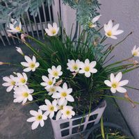 タマスダレ,✨今日のお花✨,可憐,玄関アプローチの画像
