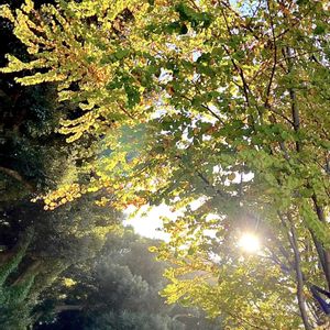 ケヤキ,カツラ,逆光,秋晴れ,黄葉の画像