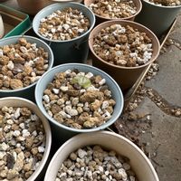 亀甲竜,アフリカ亀甲竜,多肉植物,コーデックス,灌木の画像