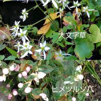 カリン,カリン,ヒメツルソバ,ミセバヤ,大文字草の画像