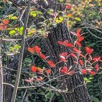 カマツカ,アナベル,西洋カマツカ,鎌柄,紅葉の始まったマルバノキの画像