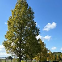 リンゴ,イチョウ,神戸フルーツフラワーパーク,木曜日は木の画像