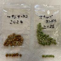 スナップエンドウ,ツタンカーメンエンドウ,花のある暮らし,癒される♡,花と緑のある暮らしの画像