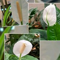 スパティフィラム,白い花,花散歩,頑張れ千葉,花友さんに感謝の画像