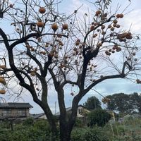 柿の木,復興祈願,平和を願う☆,里の秋,木曜日は木の画像