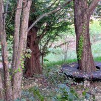 カシワバアジサイ,ヤマボウシ,ヤマボウシ,メタセコイア,ミズキの画像