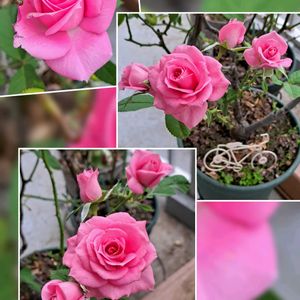 ミニバラ,ミニバラ,ピンクの花,ベランダパトロール,頑張れ千葉の画像