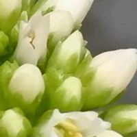 ハイビスカス,クリスマスホーリー,多肉植物,お値打ち品,多肉  ヒマツリの画像